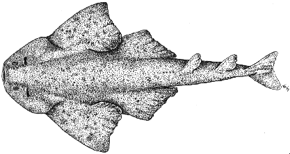 Angelshark -Squatina squatina&nbsp;&nbsp; 