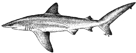 Bignose shark - Carcharhinus altimus