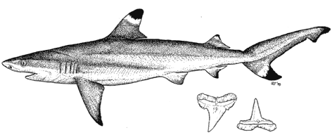 Blacktip Reef Shark - Carcharhinus melanopterus