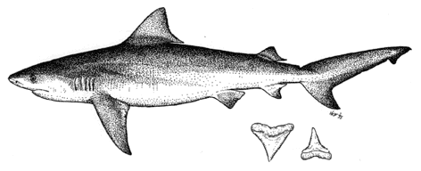 Bull Shark - Carcharhinus leucas