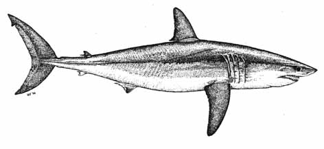 Shortfin Mako Shark - Isurus oxyrinchus