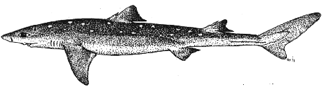 Piked dogfish - Squalus acanthias