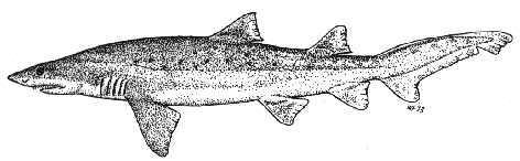Sandtiger or grey nurse shark  - Carcharias&nbsp; taurus