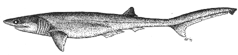 Sharpnose seven-gill shark - Heptranchias perlo