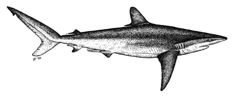 Silky Shark - Carcharhinus falciformis
