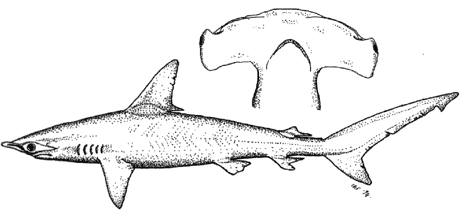 Smooth hammerhead - Sphyrna zygaena