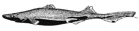 Velvet Belly- Etmopterus spinax&nbsp;&nbsp; 
