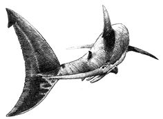 Male Great White